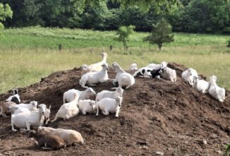 More than Milk: Everything Dairy Goats Have to Offer